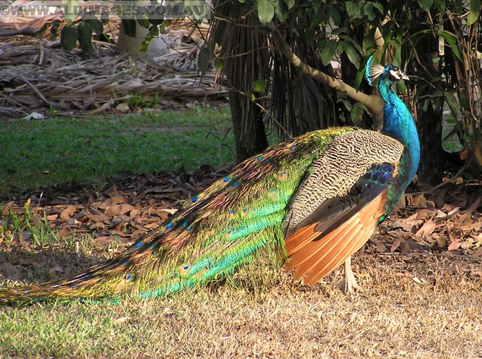 678x499 pixels (316K)